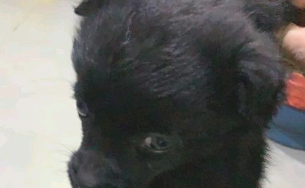 大门口捡到只流浪小奶狗,女生抱回家了后,老妈一看兴奋坏掉