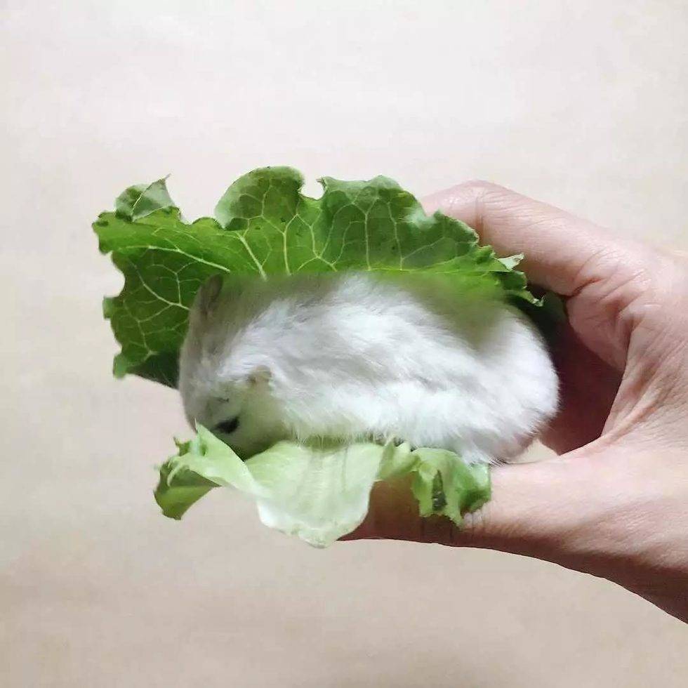 决定了，今天就吃生菜包肉吧！