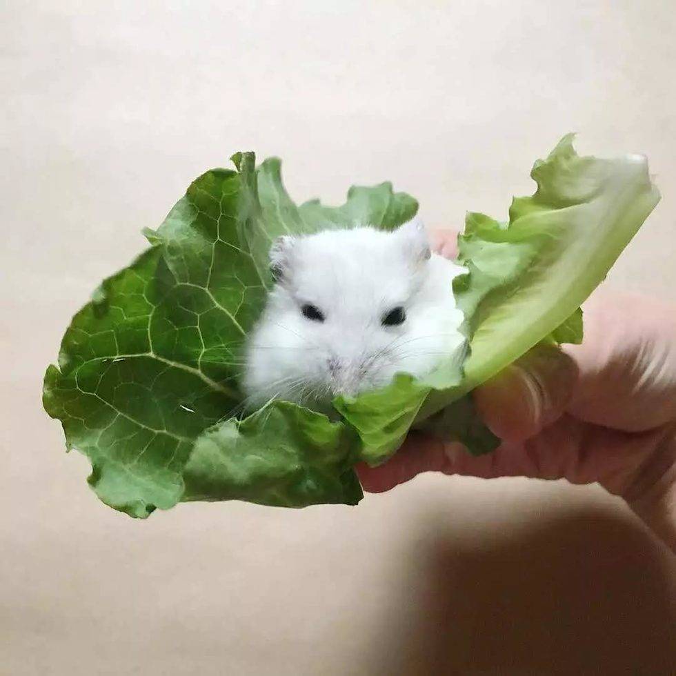 决定了，今天就吃生菜包肉吧！