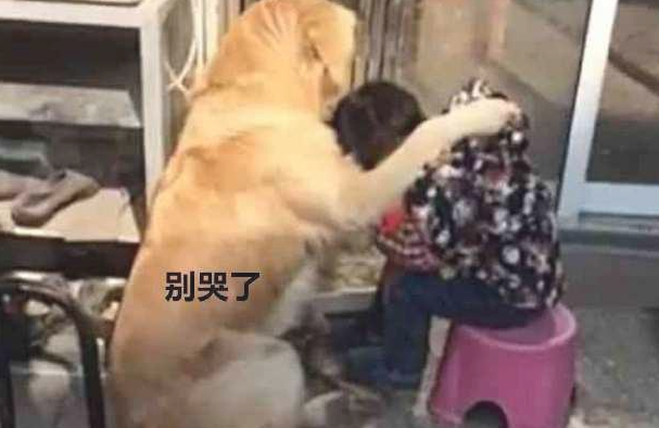 小主人没写完工作，妈妈把孩子训痛哭，金毛的作法好感人