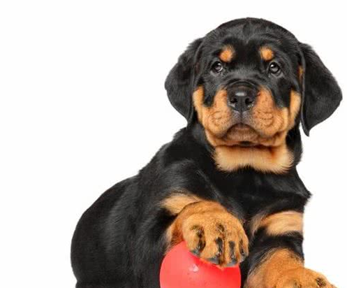 网红“创可贴警犬”即将退役,罗威纳不愧是最聪明的猛犬