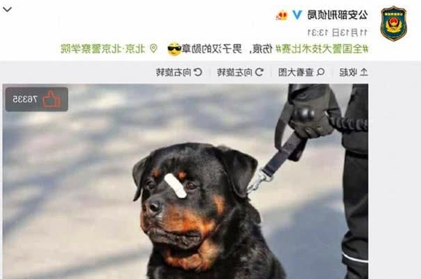 网红“创可贴警犬”即将退役，罗威纳不愧是最聪明的猛犬