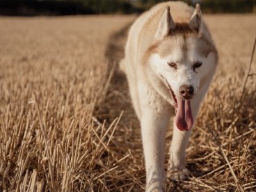夏日田野猎犬图片