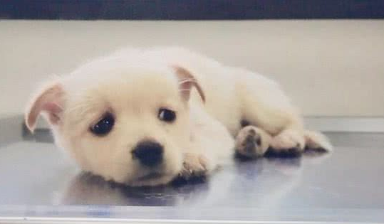 狗狗的眼神表现出了它的想法和情绪,这些你注意过么?