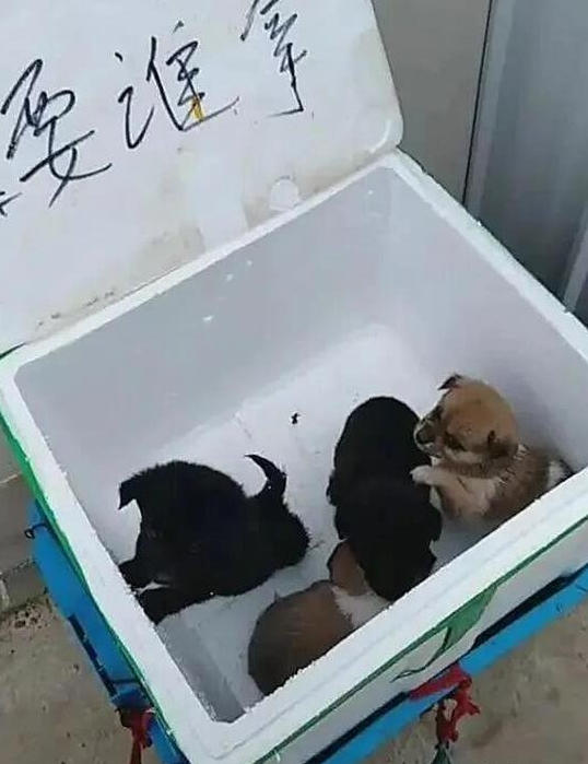 小区门口有一个纸盒子，可以完全免费拿狗，大伙认清是小土狗后却没有了兴趣爱好
