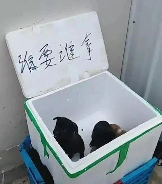 小区门口有一个纸盒子，可以完全免费拿狗，大伙认清是小土狗后却没有了兴趣爱好