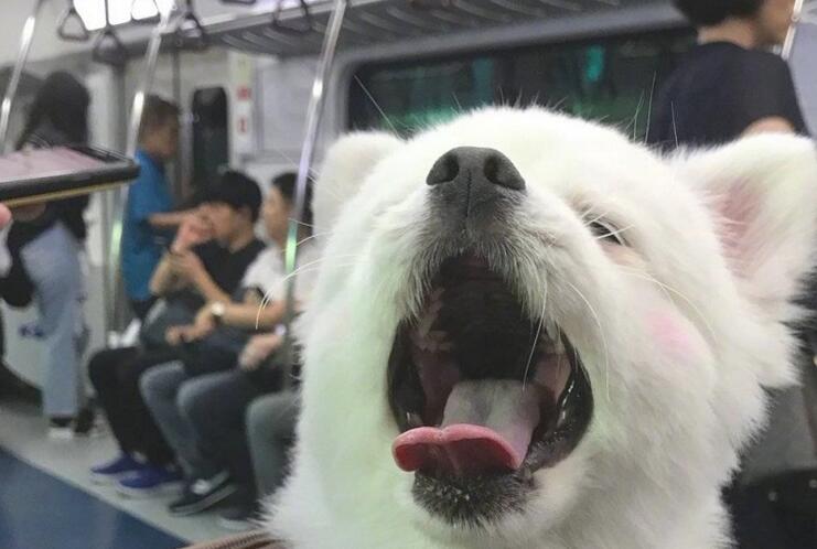 狗狗刚睡醒，发觉大家在看它，立刻露出笑容样子！