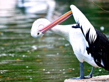 湖边澳大利亚鹈鹕摄影图片