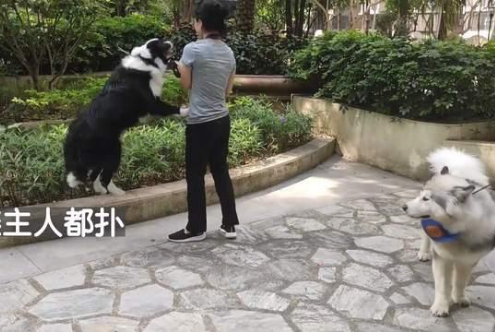 边牧犬进出电梯必扑人，训犬师上门纠正，变得一只猫都不敢扑了