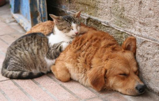 一小区多只猫狗离奇死亡？住户怀疑被投毒
