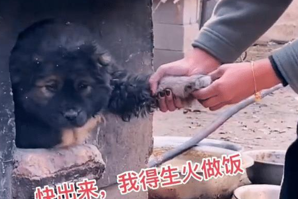 小狗钻进“灶坑”取暖，不给猫咪留位置