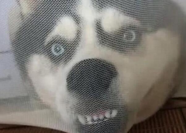 主人在床上吃东西，一回头看到哈士奇的狗头，主人笑到满床打滚
