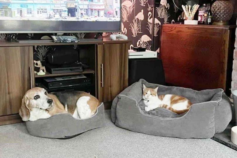 猫占狗床，贪婪的猫偷走善良的小猎犬的床，这都是爱啊
