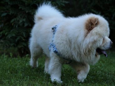 白色松狮犬狗狗图片