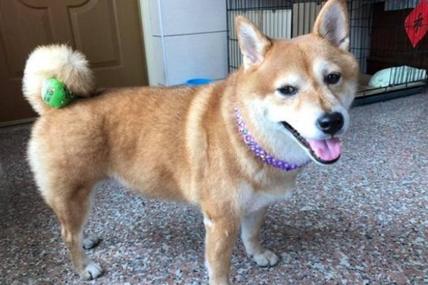 主人把玩具藏狗狗身上，固执柴犬找遍全家：我明明没有乱放！