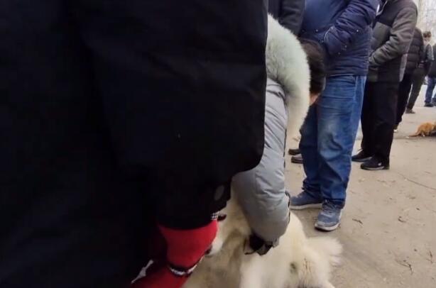 丢失半个月的萨摩耶,再见已沦落狗肉车,女主抱狗痛哭,狗贩:人家亏,我也亏