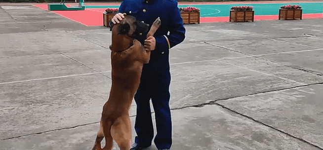 训犬员退役后,狗狗扒着车门不愿让他离开