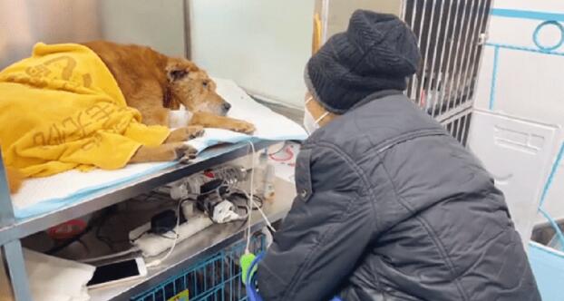 老人养的老狗出车祸，狗狗：为了你，我愿意坚持下去