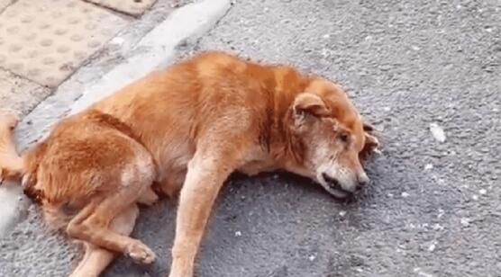 老人养的老狗出车祸，狗狗：为了你，我愿意坚持下去