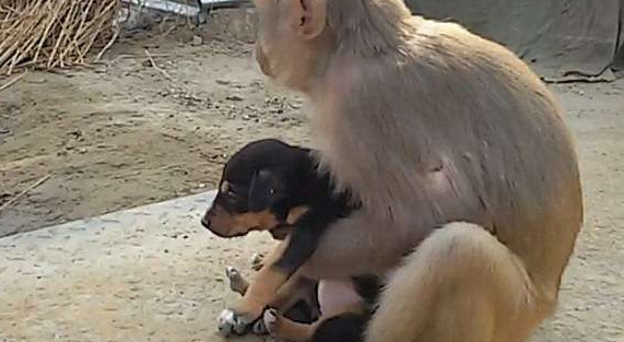 猴子抱着小狗流落街头,死活不肯松手