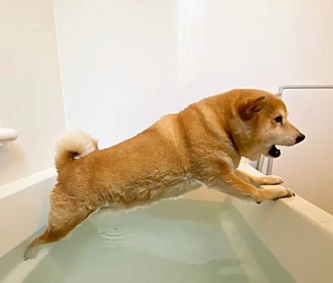 狗狗恐惧打雷躲浴缸，旁边的黑猫弟弟：不要怕我陪你！