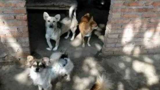 救过主人命的金毛，被送进了狗肉店