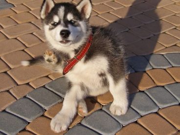 小阿拉斯加犬图片