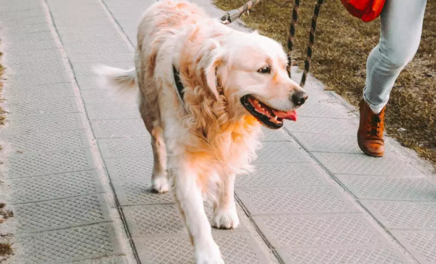 关于城市禁养犬品种，福建的情况是这样的