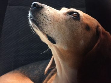 狗狗希望的眼神图片