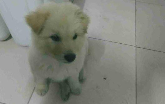 流浪犬在街道讨吃的，路人厌烦一脚把它给踢开，小家伙憋屈无比