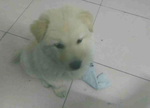 流浪犬在街道讨吃的，路人厌烦一脚把它给踢开，小家伙憋屈无比