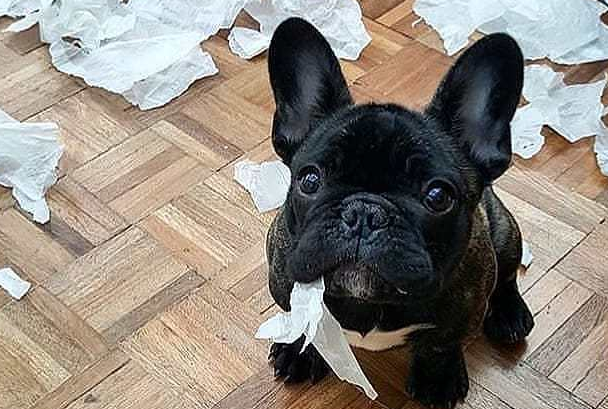 斗牛犬爱翻垃圾桶，主人家居然那样做，吓得狗子撒腿就跑！