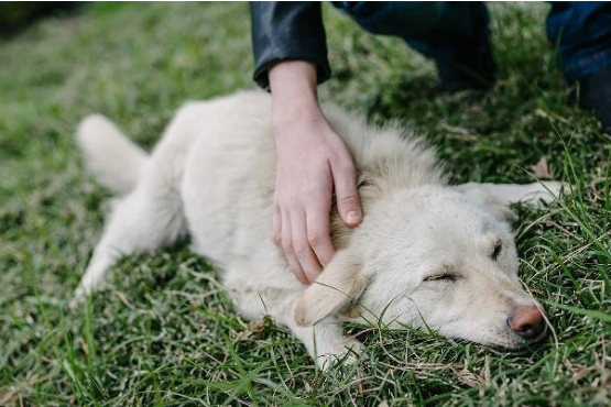 吉娃娃自学技能，把大白熊犬当马骑，在其背上坐立自如