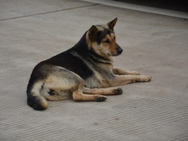 中华田园犬图片