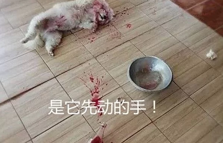 回家发现狗狗倒在血泊中，刚准备送医院，看清后拔下拖鞋扔了过去