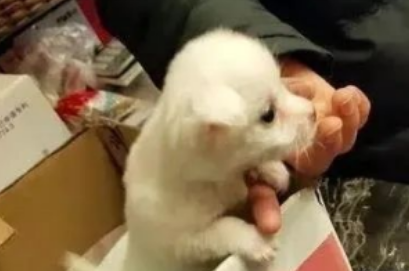 网友下楼丢垃圾，结果却捡到一只小狗！