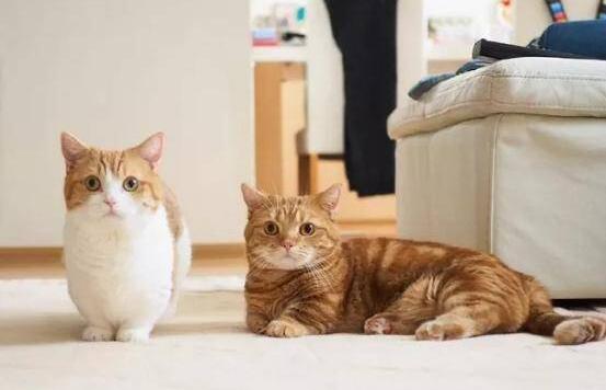 宠物猫狗并不都像表面上那么荣华，我们不知道它们的悲哀