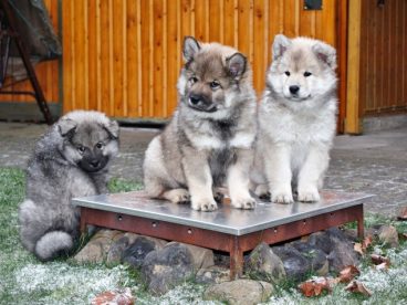 可爱呆萌小猎犬图片