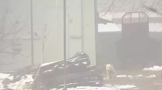 小狗将食材分到流浪犬，还让流浪犬睡在狗狗的窝里，它却躺在外边留宿