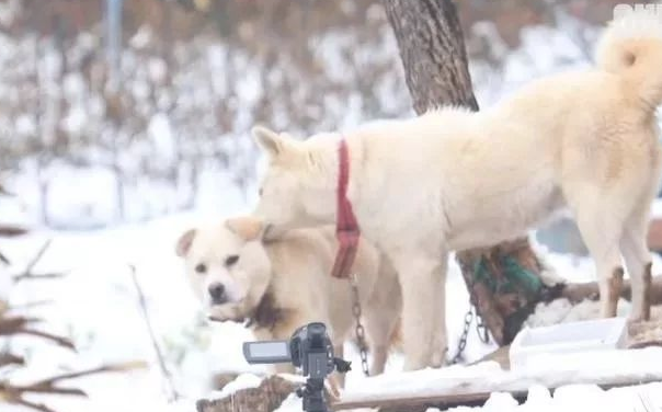 小狗将食材分到流浪犬，还让流浪犬睡在狗狗的窝里，它却躺在外边留宿