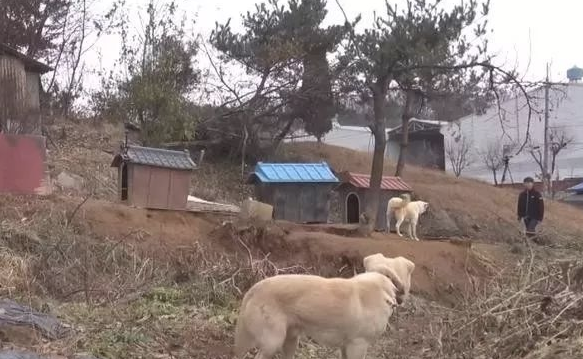 小狗将食材分到流浪犬，还让流浪犬睡在狗狗的窝里，它却躺在外边留宿
