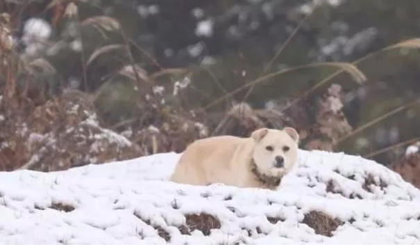 小狗将食材分到流浪犬，还让流浪犬睡在狗狗的窝里，它却躺在外边留宿