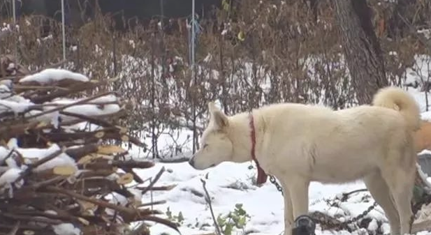 小狗将食材分到流浪犬，还让流浪犬睡在狗狗的窝里，它却躺在外边留宿