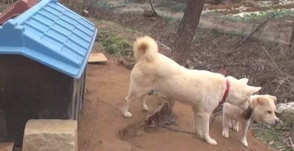 小狗将食材分到流浪犬，还让流浪犬睡在狗狗的窝里，它却躺在外边留宿