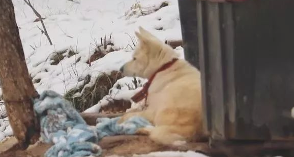 小狗将食材分到流浪犬，还让流浪犬睡在狗狗的窝里，它却躺在外边留宿