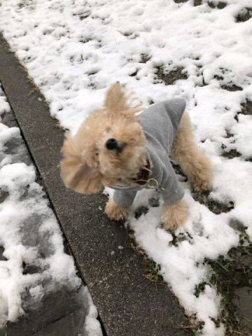 2019上海的一场雪，难得。狗子也激动的不行。