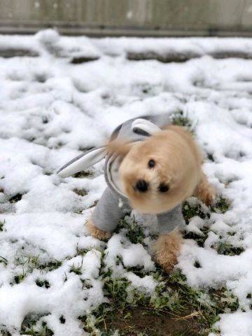 2019上海的一场雪，难得。狗子也激动的不行。