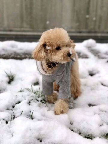 2019上海的一场雪，难得。狗子也激动的不行。