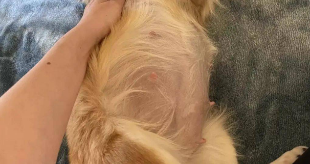 狗狗肚子越来越大,兽医却保证它绝对没怀孕,可几周后...天降九宝?