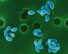 狗狗的土拉菌病（兔热病 Tularaemia）